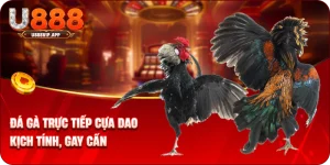 Đá Gà Trực Tiếp Cựa Dao - Đỉnh Cao Giải Trí Tại U888